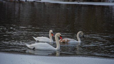 Огнеборци спасиха от замръзнала река в Кънектикът бедстващ лебед (ВИДЕО+СНИМКИ)