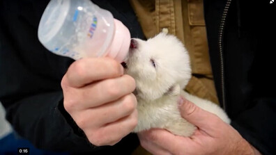 Компанията, която „възкреси“ изчезнал вид вълк, ще създаде биологично хранилище за застрашени животни