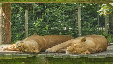 Кръсти червей на бившия си за Свети Валентин: Нестандартна акция в зоопарка в Бургас