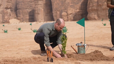 Принц Уилям засади дръвче в пустинята в последния ден от визитата си в Рияд (ВИДЕО)