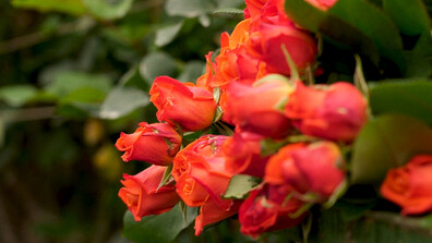 Продажбите на цветя в Колумбия са под икономически натиск преди Свети Валентин (ВИДЕО)