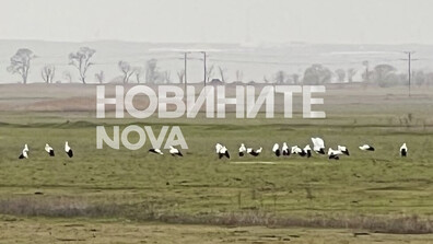 Щъркели пристигнаха по Черноморието