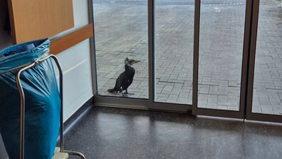 Ранен корморан сам потърси помощ в болница в Бремен (ВИДЕО)