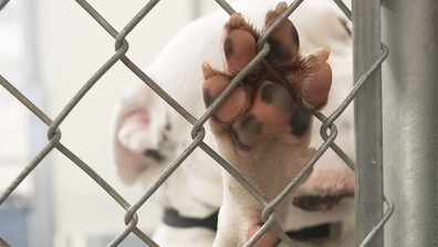 Разследват мъж и жена за незаконно ловене на бездомни животни в Стара Загора