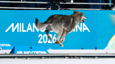 Неочаквана конкуренция: Вълк пресече трети финалната линия в състезанието по ски бягане на Олимпиадата (ВИДЕО+СНИМКИ)