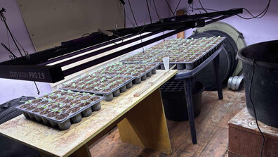 Двама арестувани в село Макоцево за производство на наркотици