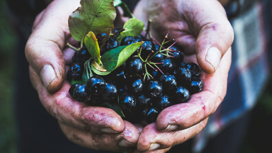 Аронията може да предпази сърцето и да намали холестерола