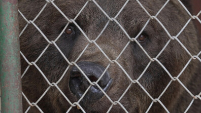 Две мечки от Аржентина пристигат в парка „Белица“