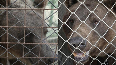 Две мечки от Аржентина пристигнаха в парка „Белица“ (СНИМКИ)
