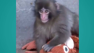 Малката маймунка Пънч вече не е сама и получава необходимата подкрепа