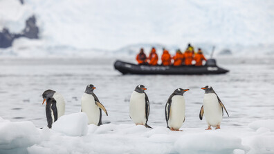 Глобалното затопляне може да се окаже фатално за императорските пингвини