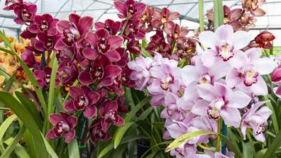 Орхидеи от цял свят събират посетители в Ботаническата градина на БАН
