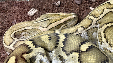 Рекордите на "Гинес": Откриха най-дългата змия в дивата природа (ВИДЕО)