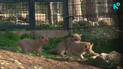 Показаха бебетата лъвчета в зоопарка в Стара Загора