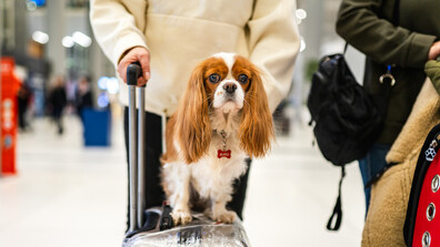 Гърция организира специален полет за евакуация от Дубай на хора с домашни любимци