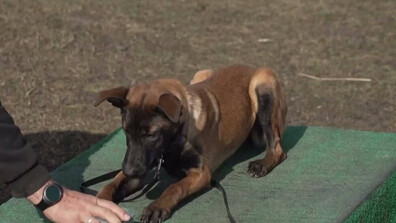 Дресьори обучават кучета да търсят оцелели в Одеса