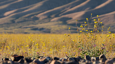 Рядък феномен: Килим от цветя покри най-горещото място на света (ВИДЕО)