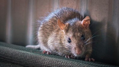 Франция се бори с милиони плъхове