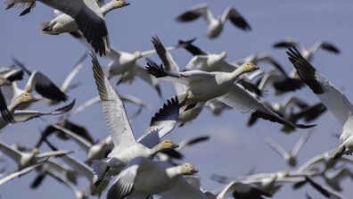 Природен спектакъл: Хиляди снежни гъски изпълниха небето над Пенсилвания (ВИДЕО)