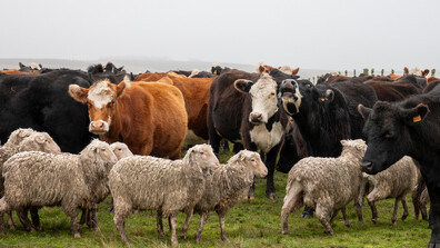 След разкритата незаконна кланица край Ихтиман: Властите обявяват нови мерки