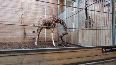 Жирафче и слонче се родиха в зоопарка в Копенхаген (ВИДЕО)