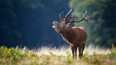 Бракониери са задържани за отстрел на благороден елен в Разградско