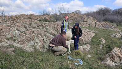 Спасиха овца и новородено агне от 400-метрова пропаст в Кърджалийско