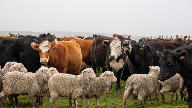 Разработват нови мерки срещу разпространението на зарази по животните у нас