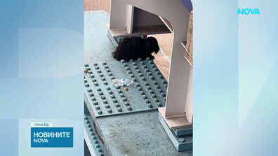 Спасиха малко куче, блокирано на висока 12 метра жп платформа