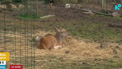Бебета антилопи, кенгура и маймунки раздват посетителите на зоопарка в Бургас (ВИДЕО)