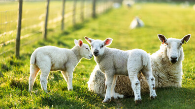 Дефицит от 50 000 до 60 000 агнета за Великден и Гергьовден