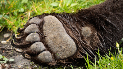 Почина една от мечките в парка край Белица