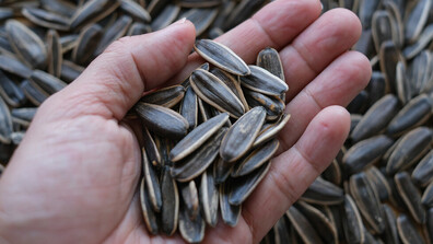 БАБХ откри наднормени пестициди и в третия кораб с аржентински слънчоглед