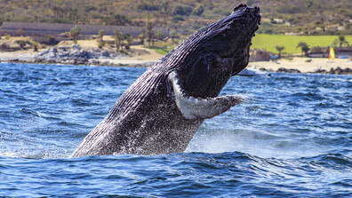 Кит заседна на брега на Балтийско море в Северна Германия