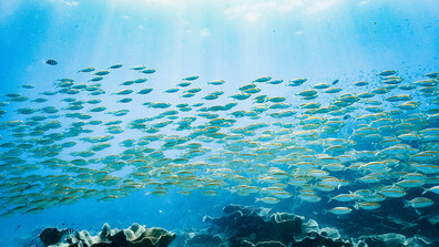 Световните запаси от мигриращи сладководни риби намаляват драматично