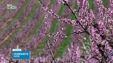 Прасковените градини, които привличат посетители от цял свят