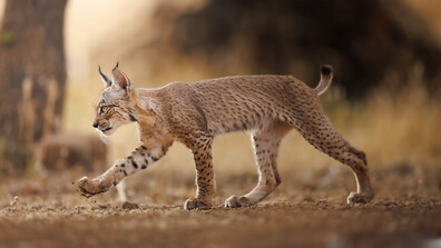 Фотография на млад иберийски рис спечели конкурса на People's Choice Award (СНИМКИ)