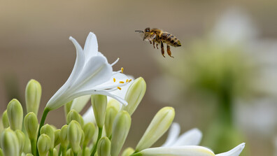 Учени: Цветята имат "биологичен часовник", съобразен с потребностите на насекомите