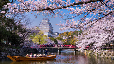 Цъфтежът на вишневите дървета в Япония: Хора се събраха в парковете, за да се насладят на гледката (ВИДЕО)