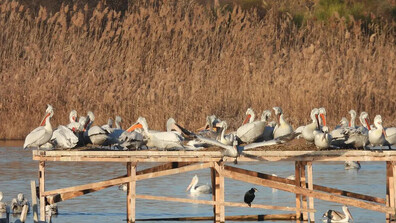 Международен ден на птиците: Как протича пролетната миграция?