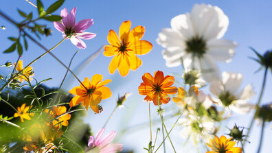 Пролетта събужда природата: Как растенията „разбират”, че е време да цъфтят