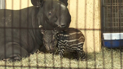 В германски зоопарк се роди бебе тапир от застрашен вид (ВИДЕО)