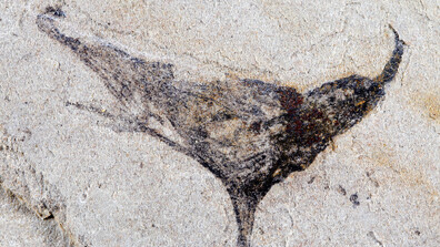 Открити в Китай фосили изместват еволюцията с милиони години по-рано