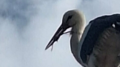 Щъркел бедства в лясковското село Мерданя