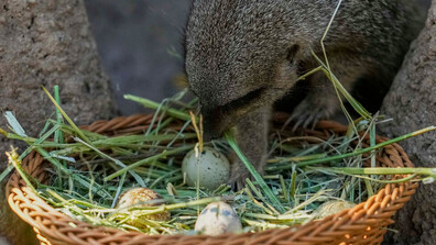 Зоопарк в Чили организира „лов на великденски яйца” за животните