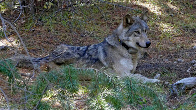 Пуснаха в дивата природа вълка, който ухапа жена в търговски район в Хамбург