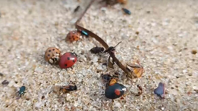 Нашествие на калинки по варненските плажове (ВИДЕО)