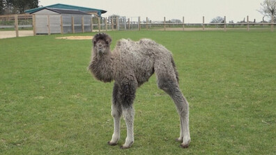 Камилче от застрашен вид е най-новият питомец в британски зоопарк (ВИДЕО)