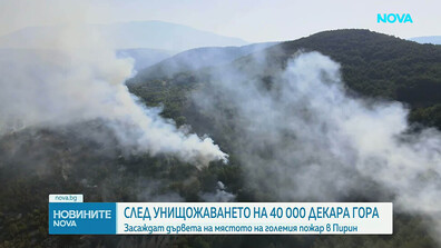 След унищожението на 40 хиляди декара гора: Засаждат дървета на мястото на големия пожар в Пирин