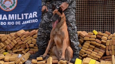 Полицейско куче на име Хълк откри близо 50 тона марихуана във фавела в Рио (ВИДЕО)